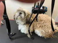 C Ouaf Dog