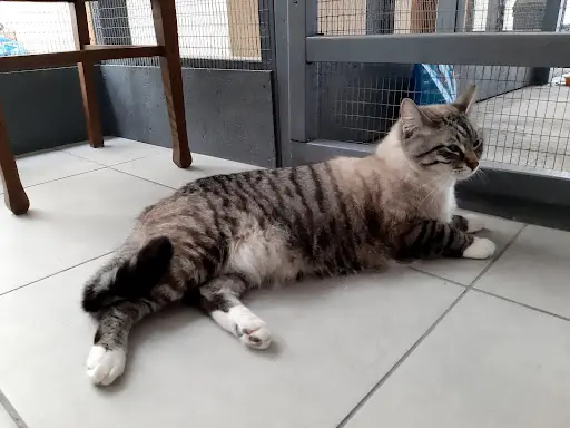 Maison Mabel Pension Pour Chats