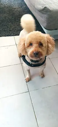 Red Dog de Toi