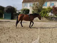 Haras de la Roche