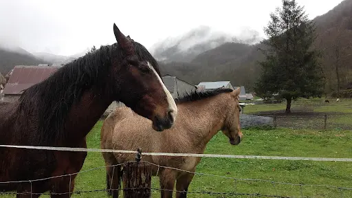 Centre Equestre