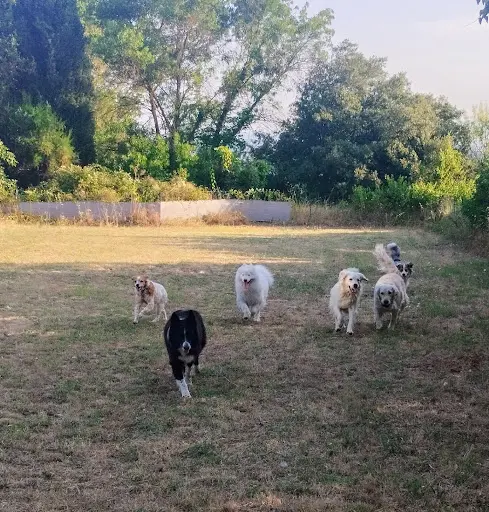 Pension Canine l'Oppid Aumes