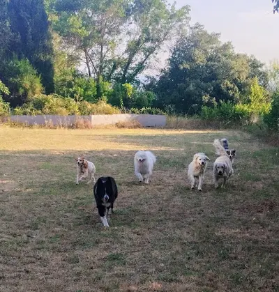 Pension Canine l'Oppid Aumes