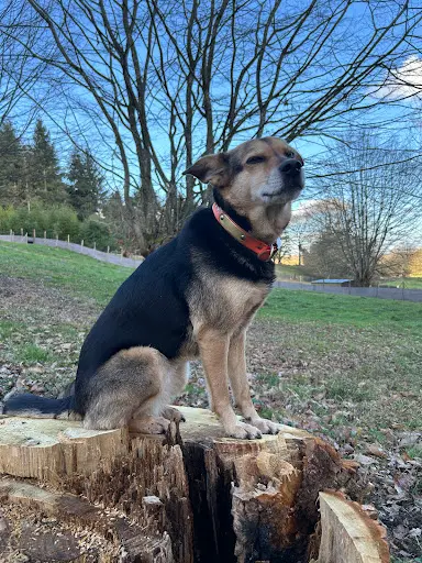 Oh My Pattes- Education Canine