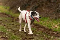 Purement Canin