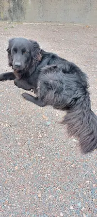 Le Chien Coquet