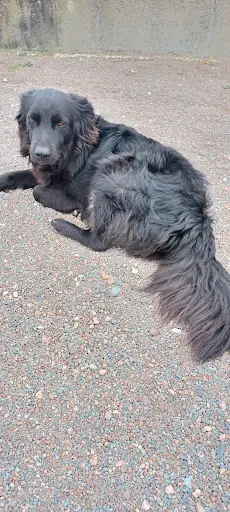 Le Chien Coquet