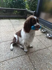 Dog’s Palace