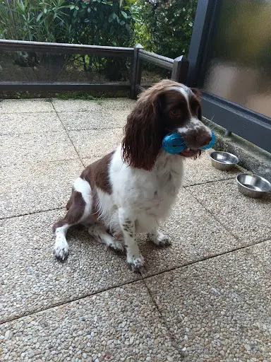 Dog’s Palace