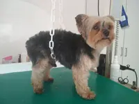 Happy Dog