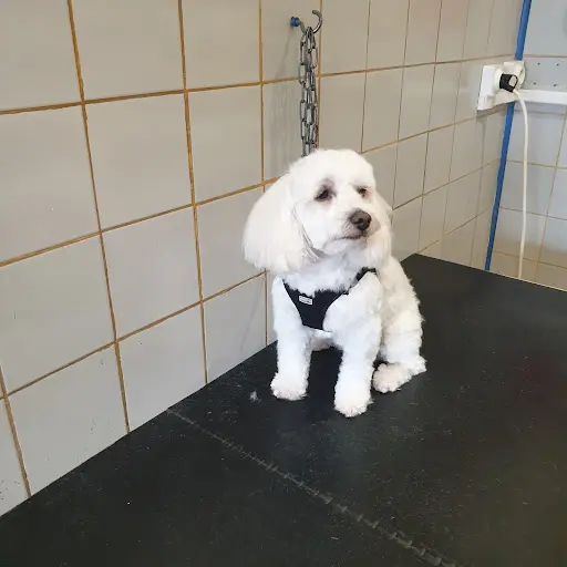 Allo Dog