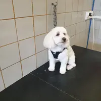 Allo Dog