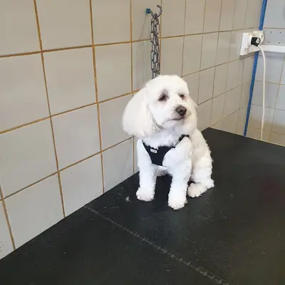Allo Dog