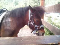 Les Petits Cavaliers