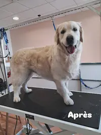 Esthetic Doggy Aurillac