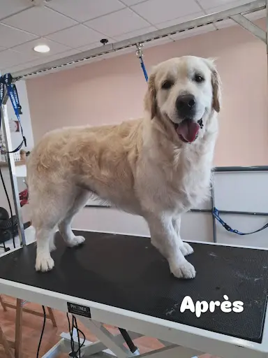 Esthetic Doggy Aurillac