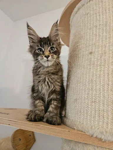 Chatterie Maine Coon Little Legend