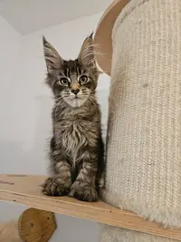 Chatterie Maine Coon Little Legend