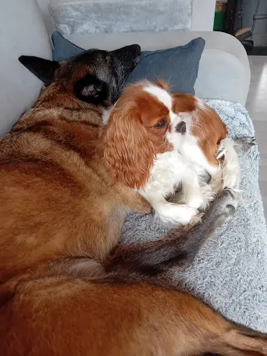Les Pattes en Vadrouille
