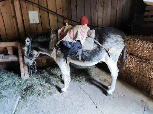 Ânes et Randonnées