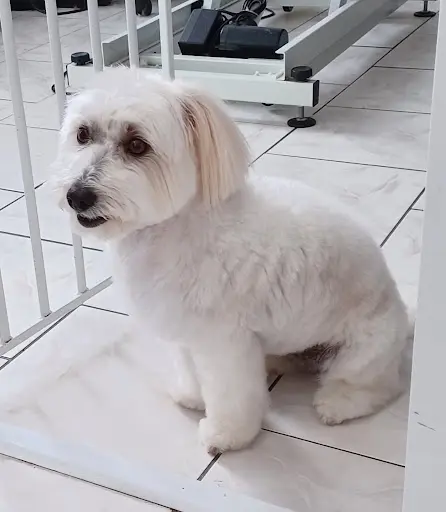 Dog & Chic