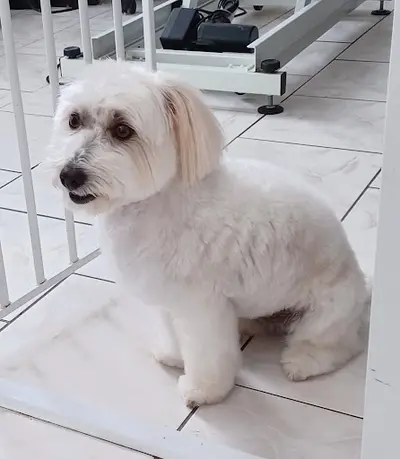Dog & Chic