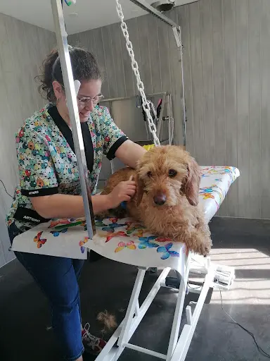 Le Salon aux Nono S, Toilettage Canin, Félin, Uniquement sur Rendez-vous