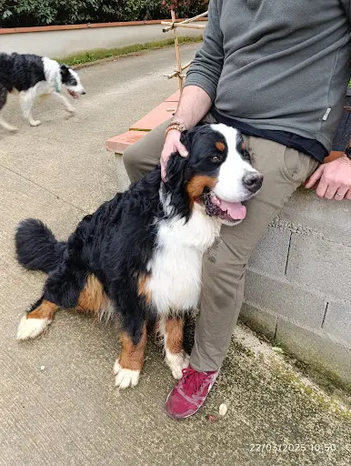 Les Pattes Occitanes - Pension Canine Familiale et Élevage Bouviers Bernois