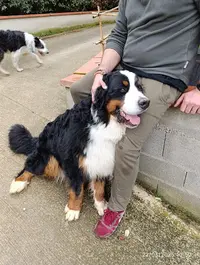 Les Pattes Occitanes - Pension Canine Familiale et Élevage Bouviers Bernois
