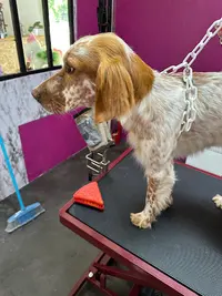 Marine & Compagnie Toilettage Canin, Felin, Nac Uniquement sur Rendez-vous