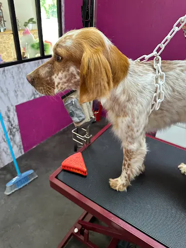Marine & Compagnie Toilettage Canin, Felin, Nac Uniquement sur Rendez-vous