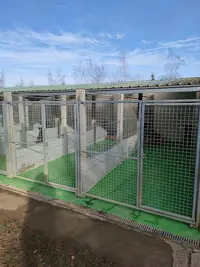 Pension Canine