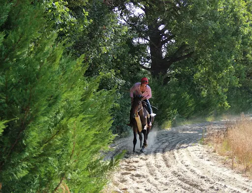 Ecuries du Grand Taillis (débourrage & Pré-entraînement)
