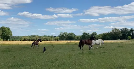 Fleuretchevaux