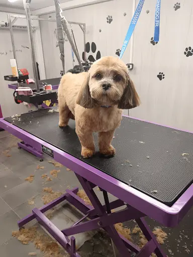 Beauté Canine Lauryn