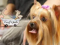 Couaf Ô Poils