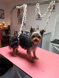 Frimousse Toilettage