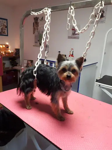 Frimousse Toilettage