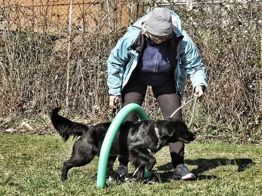 Twister Dog