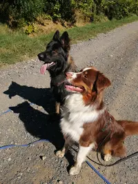 l'Académie Canine des Volcans