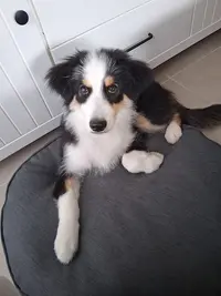 Doggyfun Educ - Educatrice Canin et Coach en Comportement Canin