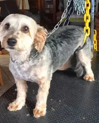 La Fée Clo Pets