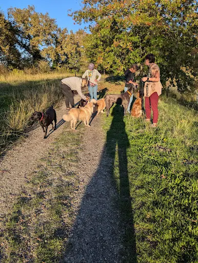 Dog’s Cool Éducateur Comportementaliste Canin À Domicile – aux Portes du Médoc