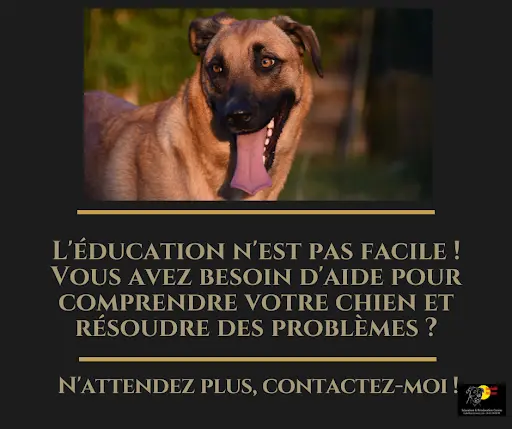 Isabelle Miossec Education & Rééducation Canine