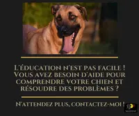 Isabelle Miossec Education & Rééducation Canine