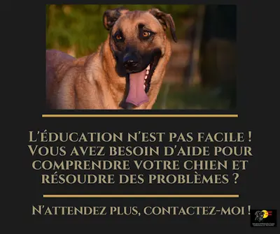 Isabelle Miossec Education & Rééducation Canine