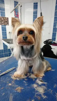 Au Chien Galant