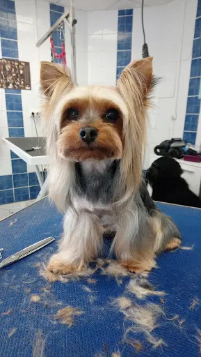 Au Chien Galant