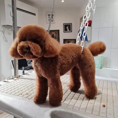 Delfi Toilettage