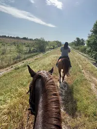 Ranch El Pirata - Balades À Cheval et Pensions Pour Chevaux À Avignon